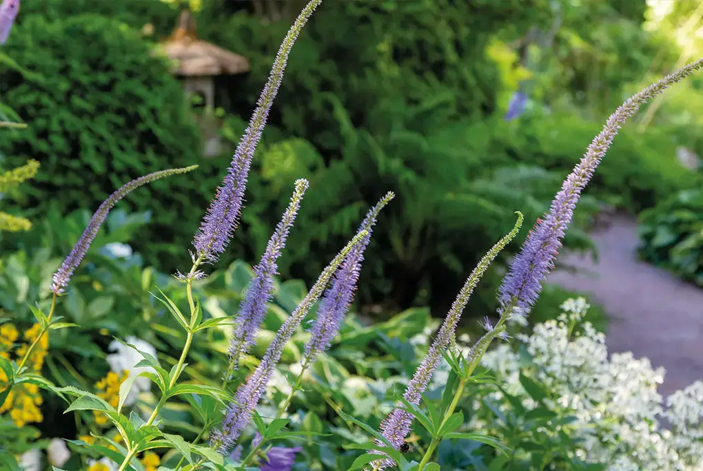 Naturnaher Staudengarten mit lila Blütenkerzen und Gartenweg – Gartengestaltung Lüneburg Bloomwerk